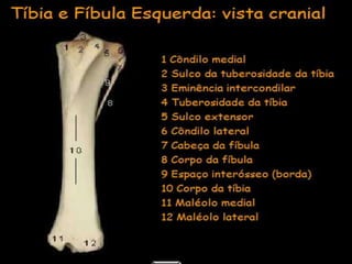 Aula de anatomia i 1ª