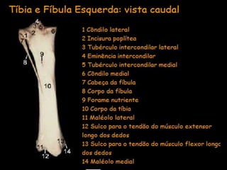 Aula de anatomia i 1ª