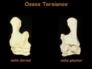 Aula de anatomia i 1ª