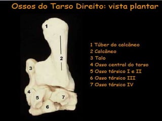 Aula de anatomia i 1ª