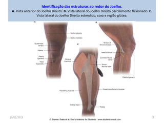 16/01/2012 Dr. José Heitor Machado Fernandes 12
Identificação das estruturas ao redor do Joelho.
A. Vista anterior do Joel...