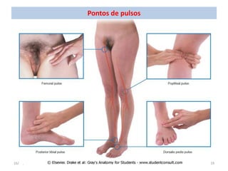 16/01/2012 Dr. José Heitor Machado Fernandes 19
Pontos de pulsos
 