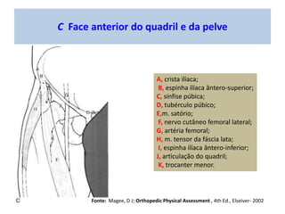 A , B e C Face Anterior da Coxa
A, m. reto femoral;
B, m. vasto medial;
C, m. vasto lateral;
D, trato iliotibial;
E, m. ad...