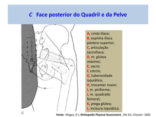 A, B e C Face Posterior da Coxa
A, m. bíceps femoral;
B, m. semitendinoso;
C, m. semimembranoso.
Fonte: Magee, D J; Orthop...