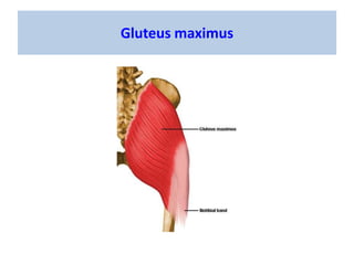 Gluteus medius e minimus
Fonte: Musculoskeletal Atlas-Carol Teitz, MD and Dan Graney, PhD
© 1996-2007 University of Washin...