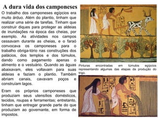 A dura vida dos camponeses
O trabalho dos camponeses egípcios era
muito árduo. Além do plantio, tinham que
realizar uma série de tarefas. Tinham que
construir diques para proteger as aldeias
de inundações na época das cheias, por
exemplo. As atividades nos campos
cessavam durante as cheias, e o faraó
convocava os camponeses para o
trabalho obriga-tório nas construções dos
palácios, dos templos e dos túmulos,
dando como pagamento apenas o
alimento e o vestuário. Quando as águas
abaixavam, eles voltavam para suas
aldeias e faziam o plantio. Também
abriam canais, cavavam poços e
construíam lagos.
Eram os próprios camponeses que
produziam seus utensílios domésticos,
tecidos, roupas e ferramentas; entretanto,
tinham que entregar grande parte do que
produziam ao governante, em forma de
impostos.

Pinturas
encontradas
em
túmulos
egípcios
representando algumas das etapas da produção do
trigo.

 
