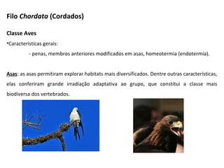 Classe Aves
•Características gerais:
- penas, membros anteriores modificados em asas, homeotermia (endotermia).
Asas: as asas permitiram explorar habitats mais diversificados. Dentre outras características,
elas conferiram grande irradiação adaptativa ao grupo, que constitui a classe mais
biodiversa dos vertebrados.
Filo Chordata (Cordados)
 