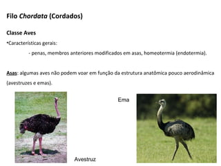 Classe Aves
•Características gerais:
- penas, membros anteriores modificados em asas, homeotermia (endotermia).
Asas: algumas aves não podem voar em função da estrutura anatômica pouco aerodinâmica
(avestruzes e emas).
Filo Chordata (Cordados)
Avestruz
Ema
 