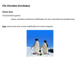 Classe Aves
•Características gerais:
- penas, membros anteriores modificados em asas, homeotermia (endotermia).
Asas: outras aves tem as asas modificadas em remos: pinguins.
Filo Chordata (Cordados)
 