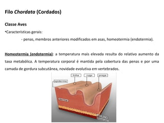 Classe Aves
•Características gerais:
- penas, membros anteriores modificados em asas, homeotermia (endotermia).
Homeotermia (endotermia): a temperatura mais elevada resulta do relativo aumento da
taxa metabólica. A temperatura corporal é mantida pela cobertura das penas e por uma
camada de gordura subcutânea, novidade evolutiva em vertebrados.
Filo Chordata (Cordados)
 