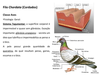 Classe Aves
•Fisiologia Geral:
Sistema Tegumentar: a superfície corporal é
impermeável e quase sem glândulas. Exceção
importante: glândula uropigiana - secreta um
óleo que lubrifica e impermeabiliza as penas e
o bico.
A pele possui grande quantidade de
queratina, da qual resultam penas, garras,
escamas e o bico.
Filo Chordata (Cordados)
 