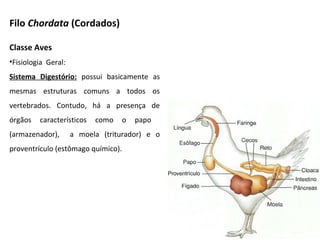 Classe Aves
•Fisiologia Geral:
Sistema Digestório: possui basicamente as
mesmas estruturas comuns a todos os
vertebrados. Contudo, há a presença de
órgãos característicos como o papo
(armazenador), a moela (triturador) e o
proventrículo (estômago químico).
Filo Chordata (Cordados)
 