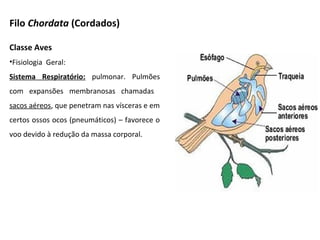 Classe Aves
•Fisiologia Geral:
Sistema Respiratório: pulmonar. Pulmões
com expansões membranosas chamadas
sacos aéreos, que penetram nas vísceras e em
certos ossos ocos (pneumáticos) – favorece o
voo devido à redução da massa corporal.
Filo Chordata (Cordados)
 