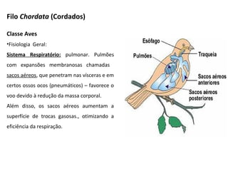 Filo Chordata (Cordados)
Classe Aves
•Fisiologia Geral:
Sistema Respiratório: pulmonar. Pulmões
com expansões membranosas chamadas
sacos aéreos, que penetram nas vísceras e em
certos ossos ocos (pneumáticos) – favorece o
voo devido à redução da massa corporal.
Além disso, os sacos aéreos aumentam a
superfície de trocas gasosas., otimizando a
eficiência da respiração.
 
