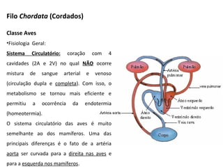 Filo Chordata (Cordados)
Classe Aves
•Fisiologia Geral:
Sistema Circulatório: coração com 4
cavidades (2A e 2V) no qual NÃO ocorre
mistura de sangue arterial e venoso
(circulação dupla e completa). Com isso, o
metabolismo se tornou mais eficiente e
permitiu a ocorrência da endotermia
(homeotermia).
O sistema circulatório das aves é muito
semelhante ao dos mamíferos. Uma das
principais diferenças é o fato de a artéria
aorta ser curvada para a direita nas aves e
para a esquerda nos mamíferos.
 