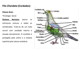 Filo Chordata (Cordados)
Classe Aves
•Fisiologia Geral:
Sistema Nervoso: possui as
estruturas comuns a todos os
vertebrados. Trata-se de um tubo
neural com cavidade interna e
situado dorsalmente. O encéfalo é
protegido pelo crânio e a medula
espinhal pela coluna vertebral.
 