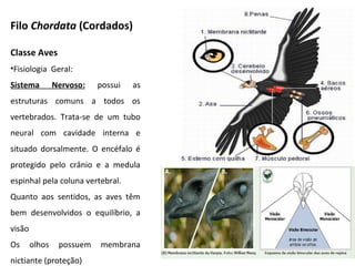 Filo Chordata (Cordados)
Classe Aves
•Fisiologia Geral:
Sistema Nervoso: possui as
estruturas comuns a todos os
vertebrados. Trata-se de um tubo
neural com cavidade interna e
situado dorsalmente. O encéfalo é
protegido pelo crânio e a medula
espinhal pela coluna vertebral.
Quanto aos sentidos, as aves têm
bem desenvolvidos o equilíbrio, a
visão
Os olhos possuem membrana
nictiante (proteção)
 