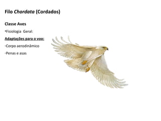 Filo Chordata (Cordados)
Classe Aves
•Fisiologia Geral:
Adaptações para o voo:
-Corpo aerodinâmico
-Penas e asas
 