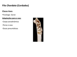Filo Chordata (Cordados)
Classe Aves
•Fisiologia Geral:
Adaptações para o voo:
-Corpo aerodinâmico
-Penas e asas
-Ossos pneumáticos
 