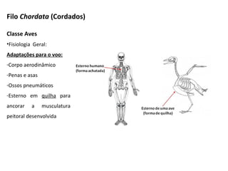 Filo Chordata (Cordados)
Classe Aves
•Fisiologia Geral:
Adaptações para o voo:
-Corpo aerodinâmico
-Penas e asas
-Ossos pneumáticos
-Esterno em quilha para
ancorar a musculatura
peitoral desenvolvida
 