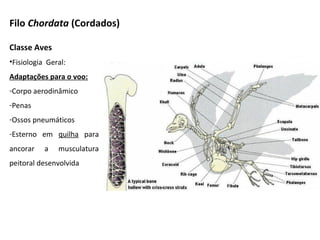 Filo Chordata (Cordados)
Classe Aves
•Fisiologia Geral:
Adaptações para o voo:
-Corpo aerodinâmico
-Penas
-Ossos pneumáticos
-Esterno em quilha para
ancorar a musculatura
peitoral desenvolvida
 