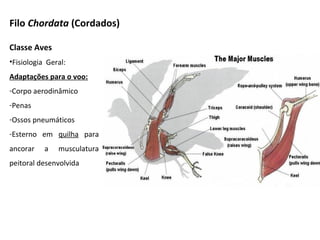 Filo Chordata (Cordados)
Classe Aves
•Fisiologia Geral:
Adaptações para o voo:
-Corpo aerodinâmico
-Penas
-Ossos pneumáticos
-Esterno em quilha para
ancorar a musculatura
peitoral desenvolvida
 