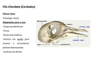Filo Chordata (Cordados)
Classe Aves
•Fisiologia Geral:
Adaptações para o voo:
-Corpo aerodinâmico
-Penas
-Ossos pneumáticos
-Esterno em quilha para
ancorar a musculatura
peitoral desenvolvida
-Ausência de dentes
 