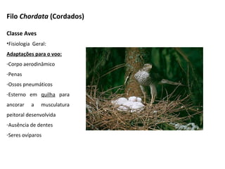 Filo Chordata (Cordados)
Classe Aves
•Fisiologia Geral:
Adaptações para o voo:
-Corpo aerodinâmico
-Penas
-Ossos pneumáticos
-Esterno em quilha para
ancorar a musculatura
peitoral desenvolvida
-Ausência de dentes
-Seres ovíparos
 