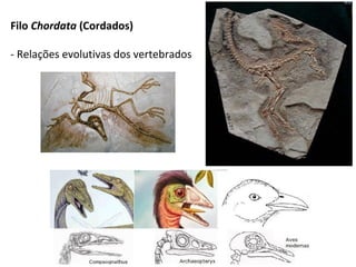 Filo Chordata (Cordados)
- Relações evolutivas dos vertebrados
 