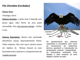 Filo Chordata (Cordados)
Classe Aves
•Fisiologia Geral:
Sistema Excretor: o ácido úrico é liberado com
pouca água, soba forma de uma pasta
semissólida. Aves não possuem bexiga – facilita
o voo.
Sistema Reprodutor: dioicos com acentuado
dimorfismo sexual; desenvolvimento direto.
Todos ovíparos. Ovo com casca calcária (como
em répteis). As fêmeas chocam os ovos
(homeotermia) e praticam o comportamento do
cuidado parental.
As características dos sistemas
respiratório e circulatório, bem como
os mecanismos de isolamento
térmico, garantem a manutenção da
temperatura corporal independente
da temperatura ambiental. Para
dissipar o calor corporal, as aves
ofegam e abrem as asas
 