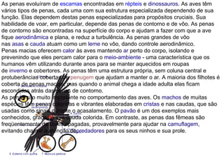 As penas evoluíram de escamas encontradas em répteis e dinossauros. As aves têm
vários tipos de penas, cada uma com sua estrutura especializada dependendo de sua
função. Elas dependem destas penas especializadas para propósitos cruciais. Sua
habilidade de voar, em particular, depende das penas de contorno e de vôo. As penas
de contorno são encontradas na superfície do corpo e ajudam a fazer com que a ave
fique aerodinâmica e plana, e reduz a turbulência. As penas grandes de vôo
nas asas e cauda atuam como um leme no vôo, dando controle aerodinâmico.
Penas macias oferecem calor às aves mantendo ar perto do corpo, isolando e
prevenindo que eles percam calor para o meio-ambiente - uma característica que os
humanos vêm utilizando durante anos para se manter aquecidos em roupas
de inverno e cobertores. As penas têm uma estrutura própria, sem coluna central e
protuberâncias cobertas de penugem que ajudam a manter o ar. A maioria dos filhotes é
coberta de penas macias, mas quando o animal chega a idade adulta elas ficam
escondidas atrás das penas de contorno.
As penas são muito importante no comportamento das aves. Os machos de muitas
espécies têm penas coloridas e vibrantes elaboradas em cristas e nas caudas, que são
usadas como sinais durante o acasalamento. O pavão é um dos exemplos mais
conhecidos, graças à sua cauda colorida. Em contraste, as penas das fêmeas são
freqüentemente de cores apagadas, provavelmente para ajudar na camuflagem,
evitando chamar a atenção depredadores para os seus ninhos e sua prole.
 