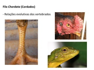 Filo Chordata (Cordados)
- Relações evolutivas dos vertebrados
 