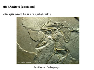 Fóssil de um Archeopteryx
Filo Chordata (Cordados)
- Relações evolutivas dos vertebrados
 
