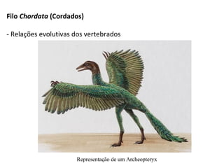 Representação de um Archeopteryx
Filo Chordata (Cordados)
- Relações evolutivas dos vertebrados
 