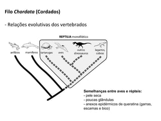 Filo Chordata (Cordados)
- Relações evolutivas dos vertebrados
Semelhanças entre aves e répteis:
- pele seca
- poucas glândulas
- anexos epidérmicos de queratina (garras,
escamas e bico)
 