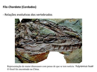 Filo Chordata (Cordados)
- Relações evolutivas dos vertebrados
Representação do maior dinossauro com penas de que se tem notícia: Yutyrannus huali
O fóssil foi encontrado na China.
 