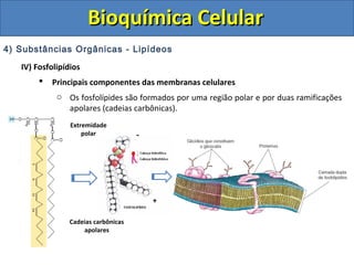 Bioquímica CelularBioquímica Celular
4) Substâncias Orgânicas - Lipídeos
IV) Fosfolipídios
 Principais componentes das membranas celulares
o Os fosfolípides são formados por uma região polar e por duas ramificações
apolares (cadeias carbônicas).
Extremidade
polar
Cadeias carbônicas
apolares
-
+
 