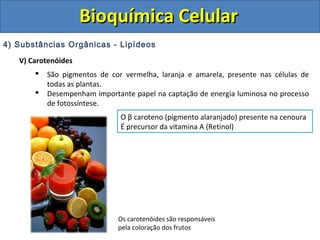 Bioquímica CelularBioquímica Celular
4) Substâncias Orgânicas - Lipídeos
V) Carotenóides
 São pigmentos de cor vermelha, laranja e amarela, presente nas células de
todas as plantas.
 Desempenham importante papel na captação de energia luminosa no processo
de fotossíntese.
Os carotenóides são responsáveis
pela coloração dos frutos
O β caroteno (pigmento alaranjado) presente na cenoura
É precursor da vitamina A (Retinol)
 