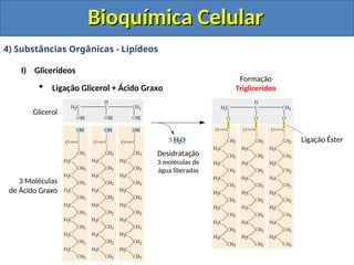 Bioquímica Celular
Bioquímica Celular
4) Substâncias Orgânicas - Lipídeos
I) Glicerídeos
 Ligação Glicerol + Ácido Graxo
Glicerol
3 Moléculas
de Ácido Graxo
Desidratação
3 moléculas de
água liberadas
Formação
Triglicerídeo
Ligação Éster
 