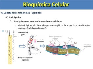 Bioquímica Celular
Bioquímica Celular
4) Substâncias Orgânicas - Lipídeos
IV) Fosfolipídios
 Principais componentes das membranas celulares
o Os fosfolípides são formados por uma região polar e por duas ramificações
apolares (cadeias carbônicas).
Extremidade
polar
Cadeias carbônicas
apolares
-
+
 