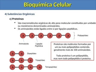 Bioquímica Celular
Bioquímica Celular
4) Substâncias Orgânicas
c) Proteínas
 São macromoléculas orgânicas de alto peso molecular constituídas por unidades
ou monômeros denominados aminoácidos.
 Os aminoácidos estão ligados entre si por ligações peptídicas.
A A A A A A
Aminoácido Ligação
Peptídica
Polipeptídeo
A A
A A A
A A A A
Dipeptídeo
Tripeptídeo
Tetrapeptídeo
Proteínas são moléculas formadas por
um ou mais polipeptídios contendo,
geralmente mais de 100 aminoácidos.
Toda proteína é um polipeptídio,
mas nem todo polipeptídio é proteína.
 