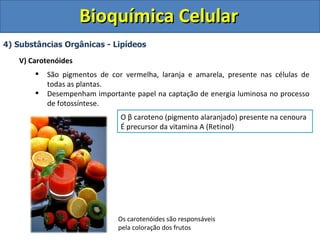 Bioquímica Celular
4) Substâncias Orgânicas - Lipídeos

   V) Carotenóides
          São pigmentos de cor vermelha, laranja e amarela, presente nas células de
           todas as plantas.
          Desempenham importante papel na captação de energia luminosa no processo
           de fotossíntese.
                               O β caroteno (pigmento alaranjado) presente na cenoura
                               É precursor da vitamina A (Retinol)




                              Os carotenóides são responsáveis
                              pela coloração dos frutos
 