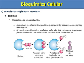Bioquímica Celular
 