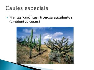    Plantas xerófitas: troncos suculentos
    (ambientes cecos)
 