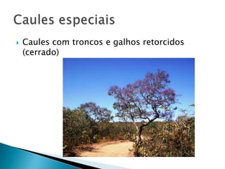    Caules com troncos e galhos retorcidos
    (cerrado)
 