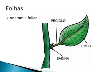    Anatomia foliar
 