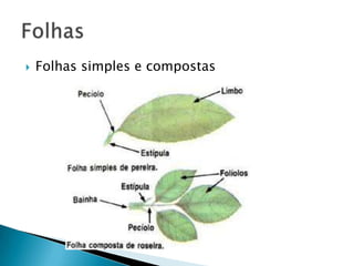    Folhas simples e compostas
 
