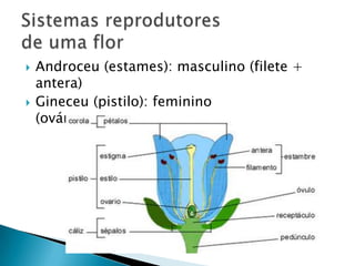    Androceu (estames): masculino (filete +
    antera)
   Gineceu (pistilo): feminino
    (ovário+estilete+estigma)
 