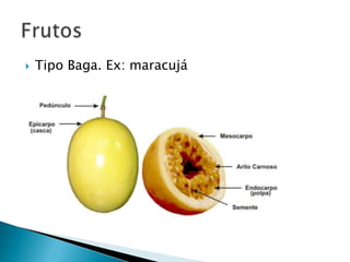    Tipo Baga. Ex: maracujá
 