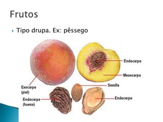    Tipo drupa. Ex: pêssego
 